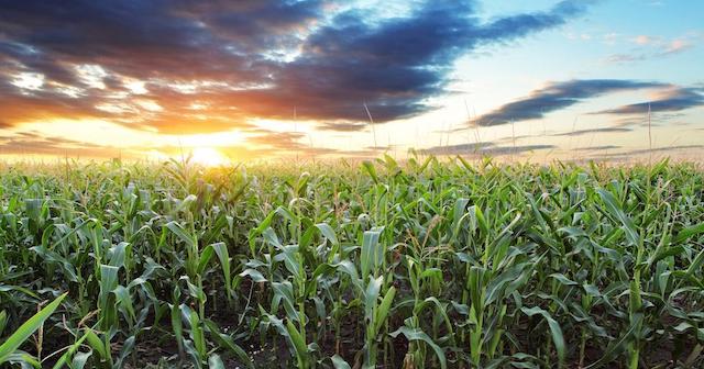 corn field